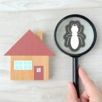 Auckland's Reliable Pest Control Experts Keeping Homes Pest-Free