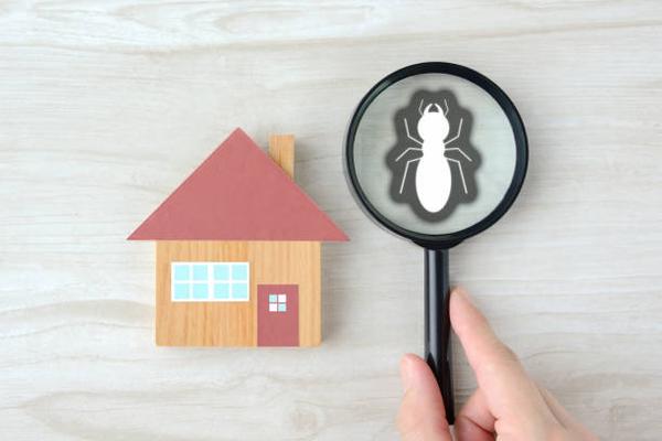 Auckland's Reliable Pest Control Experts Keeping Homes Pest-Free